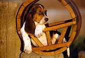 PUP 01 RK0032 08
Basset Hound Puppy Laying In Round Wooden Crate