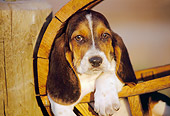 PUP 01 RK0032 09
Basset Hound Puppy Laying In Round Wooden Crate