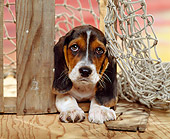 PUP 01 RK0038 04
Head Shot Of Basset Hound Puppy Laying By Rope Net