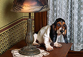 PUP 01 RK0042 01
Basset Hound Puppy Laying On Wooden Table By Lamp And Lace Curtains