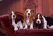 PUP 01 RK0043 07
Three Basset Hound Puppies Sitting Together On Chair