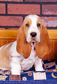 PUP 01 RK0046 06
Basset Hound Puppy Sitting On Bench By Brick Wall Studio