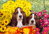PUP 01 RK0053 06
Two Basset Hound Puppies Sitting In Basket By Flowers Studio