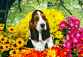 PUP 01 RK0054 02
Shoulder Shot Of Basset Hound Puppy Standing In Basket Surrounded By Flowers