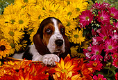 PUP 01 RK0054 05
Shoulder Shot Of Basset Hound Puppy Standing In Basket Surrounded By Flowers