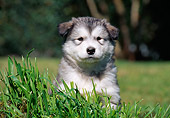 PUP 02 CB0002 01
Alaskan Malamute Puppy Sitting In Grass