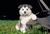 PUP 02 CB0003 01
Alaskan Malamute Puppy Sitting In Grass