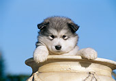 PUP 02 CB0004 01
Alaskan Malamute Puppy Sitting In Ceramic Pot