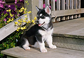 PUP 02 FA0004 01
Alaskan Malamute Puppy Sitting On Wooden Porch
