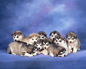 PUP 02 RK0004 05
Litter Of Alaskan Malamutes
Laying Closely Together In
Studio Blue Background