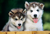 PUP 02 RK0050 22
Head Shots Of Alaskan Malamutes In Wooden Box