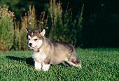 PUP 02 RK0077 10
Alaskan Malamute Puppy Running Towards Camera On Grass At Dusk