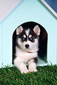 PUP 02 RK0131 01
Alaskan Malamute Laying In Dog House