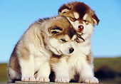 PUP 02 RK0136 05
Two Alaskan Malamute Puppies Sitting On Cement Block Blue Sky