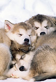 PUP 02 LS0001 01
Three Alaskan Malamute Puppies Sleeping On Snow