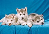 PUP 02 RC0001 01
Three Alaskan Malamute Puppies Laying On Blue Background