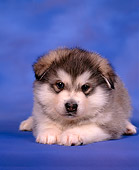 PUP 02 RK0002 03
Alaskan Malamute Laying Down In Studio With Blue 
Background
