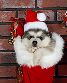 PUP 02 RK0013 02
Alaskan Malamute Close-up
Hanging In Christmas Stocking With Hat