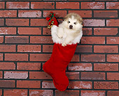 PUP 02 RK0014 01
Alaskan Malamute Hanging In
Christmas Stocking Against
Brick Wall