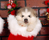 PUP 02 RK0016 01
Alaskan Malamute Hanging In
Christmas Stocking Against
Brick Wall