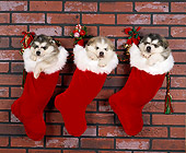 PUP 02 RK0017 02
3 Alaskan Malamutes Hanging
In Christmas Stockings 
Against Brick Wall