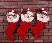 PUP 02 RK0018 06
Alaskan Malamute Puppies Hanging In Christmas Stockings With Hats On Against Brick Wall