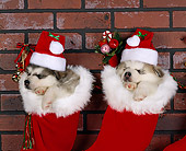 PUP 02 RK0019 01
Two Alaskan Malamutes Hanging
In Christmas Stocking With
Hats On Against Brick Wall