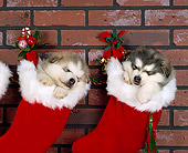 PUP 02 RK0020 01
Two Alaskan Malamutes Hanging
In Christmas Stockings 
Against Brick Wall