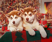 PUP 02 RK0033 02
Head Shot Of Alaskan Malamute Puppies On Christmas Blanket