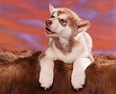 PUP 02 RK0035 02
Alaskan Malamute Puppy Laying On Brown Fur Facing Camera Sunset Background