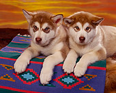 PUP 02 RK0037 02
2 Alaskan Malamute Puppies Laying On Rug Facing Camera Sunset Background