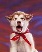 PUP 02 RK0045 02
Alaskan Malamute Puppy Head Shot Wearing Red Bandana Facing Camera Sunset Background