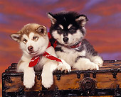 PUP 02 RK0046 04
Alaskan Malamute Puppies Laying Together On Chest  Wearing Red Bandanas Sunset Background