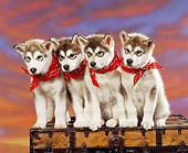 PUP 02 RK0048 04
A Group Of Alaskan Malamute Puppies Sitting Closely Togther On Chest Wearing Red Bandanas Sunset Background