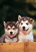 PUP 02 RK0050 32
Head Shots Of Alaskan Malamutes In Wooden Box