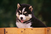 PUP 02 RK0052 04
Head Shot Of Alaskan Malamute Behind Wooden Fence Facing Camera Tongue Out