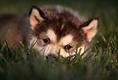 PUP 02 RK0068 01
Head Shot Of Alaskan Malamute Puppy With Head Low In Grass