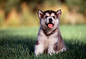 PUP 02 RK0071 07
Alaskan Malamute Sitting On Grass