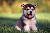 PUP 02 RK0071 10
Alaskan Malamute Sitting On Grass