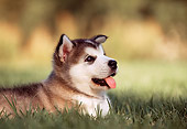 PUP 02 RK0074 04
Alaskan Malamute Puppy Laying On Grass With Tongue Out