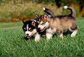 PUP 02 RK0080 02
Two Alaskan Malamute Puppies Playing On Grass Together