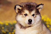 PUP 02 RK0081 01
Head Shot Of Alaskan Malamute Puppy Blurry Yellow Flowers Background