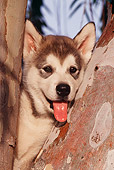 PUP 02 RK0084 02
Head Shot Of Alaskan Malamute Puppy At Fork Of Tree Tongue Out