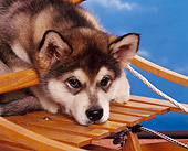 PUP 02 RK0088 02
Close Up Head Shot Of Alaskan Malamute Puppy Leaning Head On Sled Blue Background