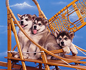 PUP 02 RK0095 06
A Group Of Alaskan Malamute Puppies Laying And Sitting Together On Sled Blue Sky Background