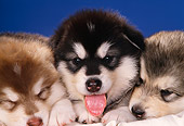 PUP 02 RK0104 07
Close Up Head Shots Of Alaskan Malamute Puppies Blue Background