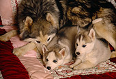 PUP 02 RK0123 05
Alaskan Malamute Mother Laying On Quilt With Two Puppies
