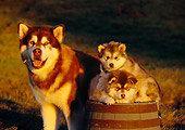 PUP 02 RK0134 04
Alaskan Malamute Adult Standing By Two Puppies On Barrel At Dusk