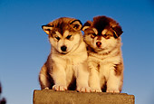 PUP 02 RK0136 04
Two Alaskan Malamute Puppies Sitting On Cement Block Blue Sky