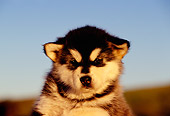PUP 02 RK0138 11
Head Shot Of Alaskan Malamute Puppy Blue Sky